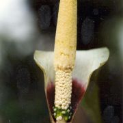 Image of Amorphophallus preussii  (Engl.) N.E. Br..