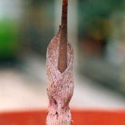 Image of Amorphophallus pusillus  Hett. & Serebryanyi.