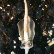 Image of Amorphophallus pusillus  Hett. & Serebryanyi.