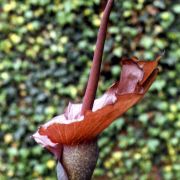 Image of Amorphophallus richardsiae  Ittenb..