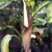 Image of Amorphophallus sagittarius  Steen..