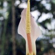Image of Amorphophallus salmoneus  Hett..