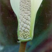 Image of Amorphophallus saururus  Hett..