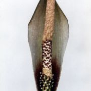 Image of Amorphophallus scutatus  Hett. & T.C. Chapman.