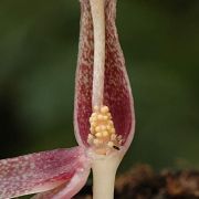 Image of Amorphophallus serrulatus  Hett. & A. Galloway.
