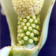 Image of Amorphophallus sizemoreae  Hett..
