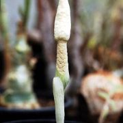Image of Amorphophallus subpedatus  Nguyen V.D. & Hett..