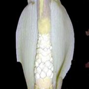 Image of Amorphophallus synandrifer  Hett. & Nguyen V.D..