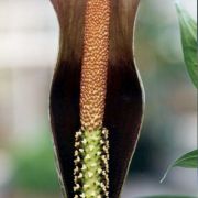 Image of Amorphophallus tenuistylis  Hett..