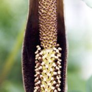 Image of Amorphophallus tenuistylis  Hett..