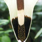 Image of Amorphophallus tinekeae  Hett. & A. Vogel.