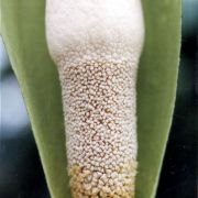 Image of Amorphophallus tonkinensis  Engl. & Gehrm..