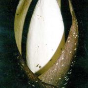 Image of Amorphophallus tonkinensis  Engl. & Gehrm..