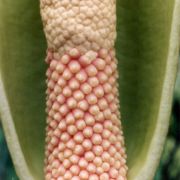 Image of Anchomanes difformis var. welwitschii (Bl.) Engl..