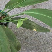 Image of Anthurium bakeri  Hook f..