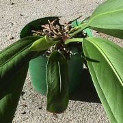 Image of Anthurium bakeri  Hook f..