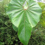 Image of Anthurium cupulispathum  Croat.