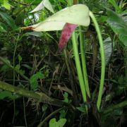 Image of Anthurium cupulispathum  Croat.