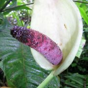 Image of Anthurium cupulispathum  Croat.