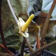 Image of Anthurium dressleri  Croat.