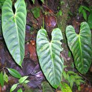 Image of Anthurium esmeraldense  Sodiro.