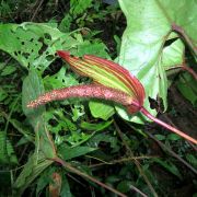 Image of Anthurium flavoviride  Engl..