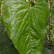 Image of Anthurium formosum  Schott.