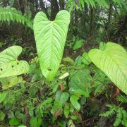 Image of Anthurium fragrans  Croat & Bay.