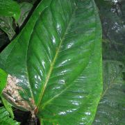 Image of Anthurium heterobacca  Croat.