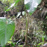 Image of Anthurium martae  Croat.