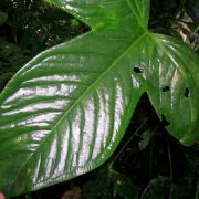 Image of Anthurium moronense  Croat & Carlsen.