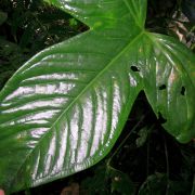 Image of Anthurium moronense  Croat & Carlsen.