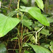 Image of Anthurium ochreatum  Sodiro.