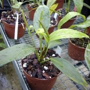 Image of Anthurium pittieri  var. fogdenii Croat.