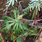 Image of Anthurium podophyllum  (Schltdl. & Cham.) Kunth.
