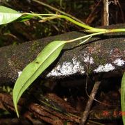 Image of Anthurium pulchellum  Engl..