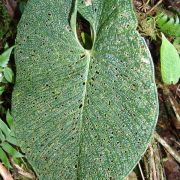 Image of Anthurium rugulosum  Croat.