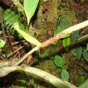 Image of Anthurium rugulosum  Croat.