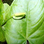 Image of Anthurium sanguineum  Engl..