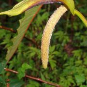 Image of Anthurium scabrinerve  Sodiro.