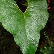 Image of Anthurium scabrinerve  Sodiro.