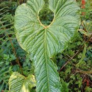 Image of Anthurium scabrinerve  Sodiro.