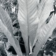 Image of Anthurium sparreorum  Croat.