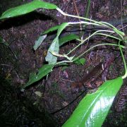 Image of Anthurium subcarinatum  Engl..