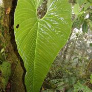 Image of Anthurium tremulum  Sodiro.