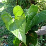 Image of Anthurium umbrosum  Liebm..