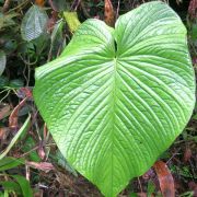 Image of Anthurium urbanii  Sodiro.