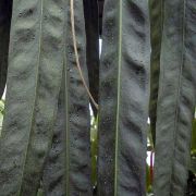 Image of Anthurium wendlingeri  G. M. Barroso.