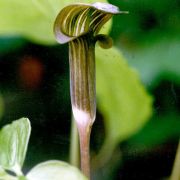 Image of Arisaema anomalum  Hemsley.