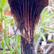 Image of Arisaema asperatum  N.E. Brown.